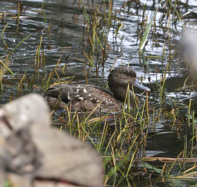 An adult African Black Duck swimming through the lillies on a shallow dam